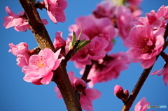 東京日和３１（春の花）