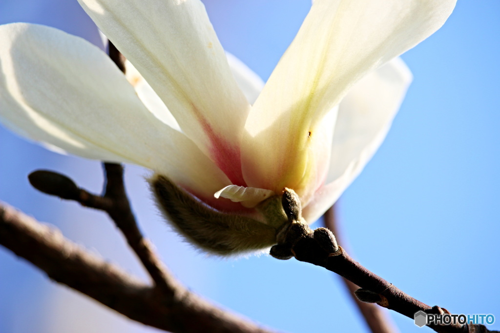 梅と桜の合間に８