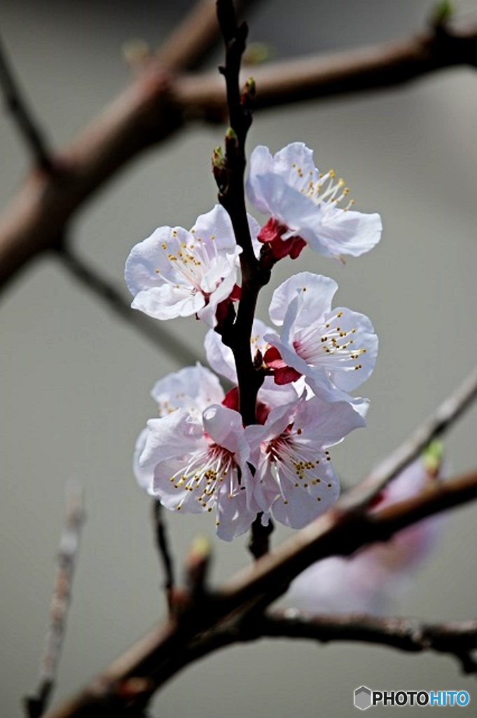 東京日和３３（春の花）