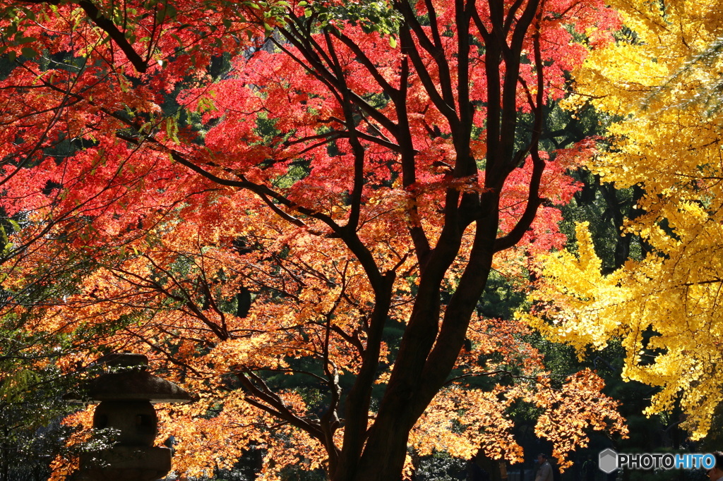 東京日和２４（千本桜）