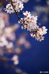 葉桜　7