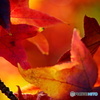 紅の宝石箱　3