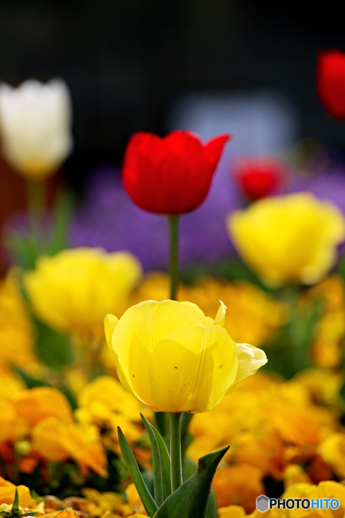 春を感じる花