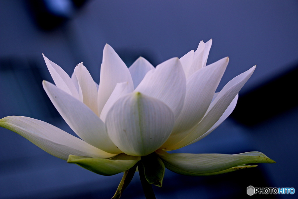一番好きな花　１