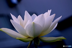 一番好きな花　１