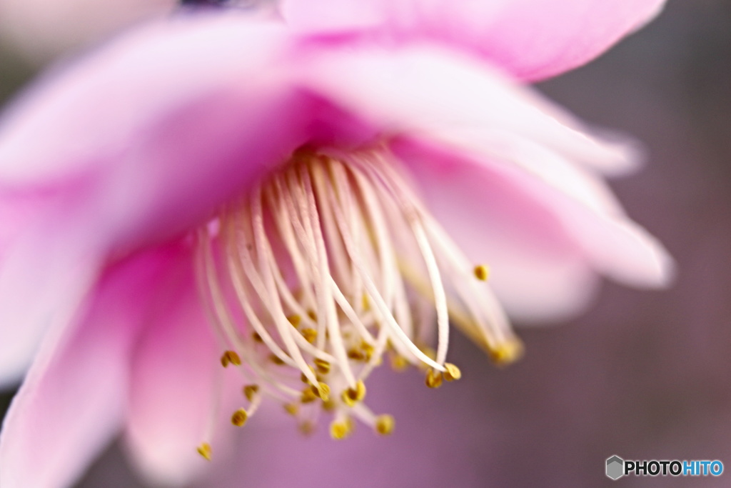Ume  Etc1