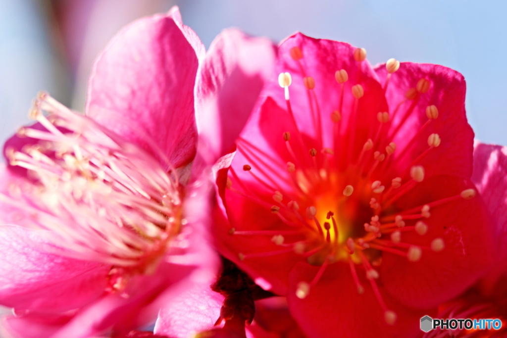 Ume Etc7