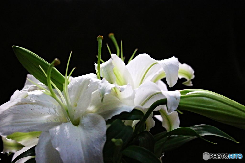 カサブランカ　Dandy