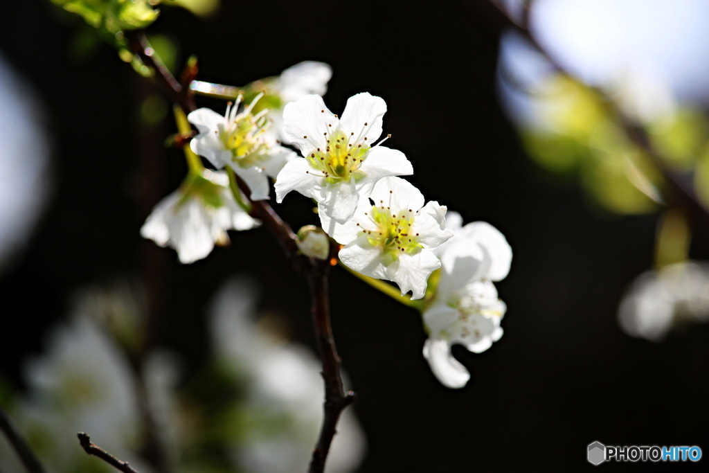 春の花　２