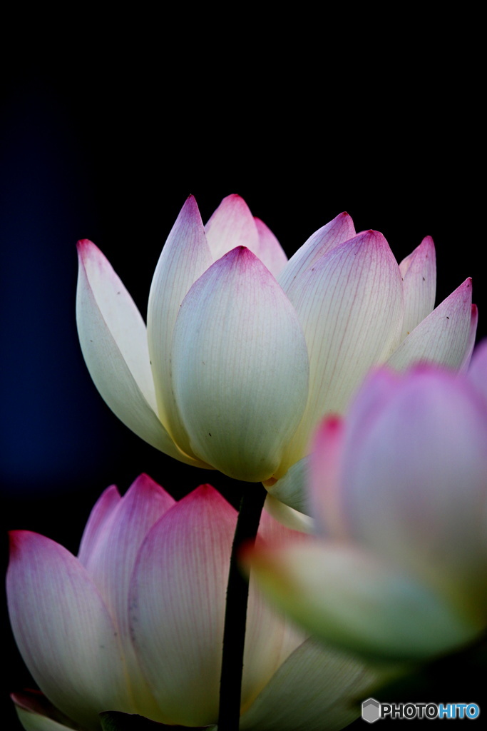 一番好きな花　５