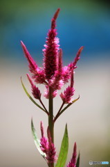 夏の花　凛として　５