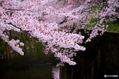 東京日和３６（桜）