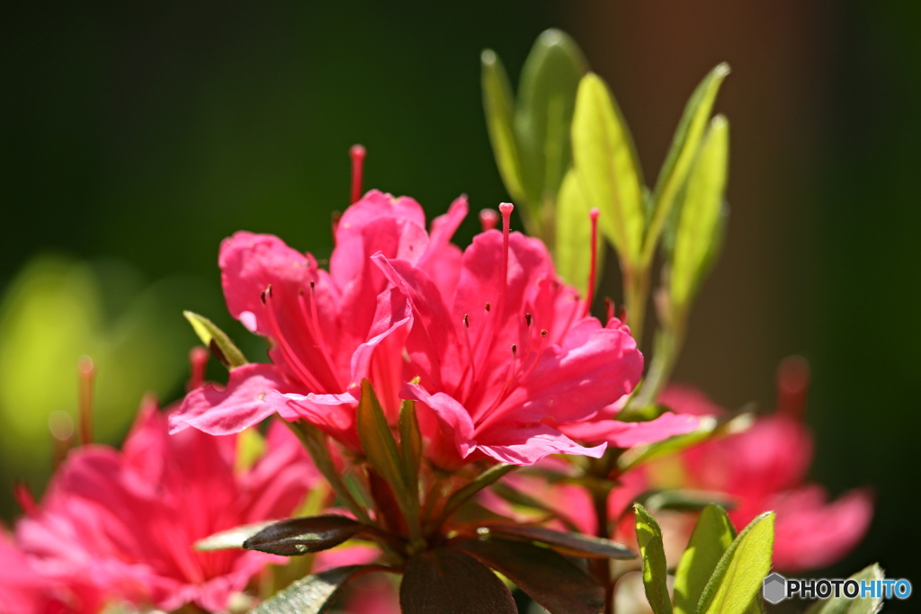春緑花　１０