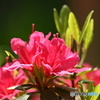 春緑花　１０