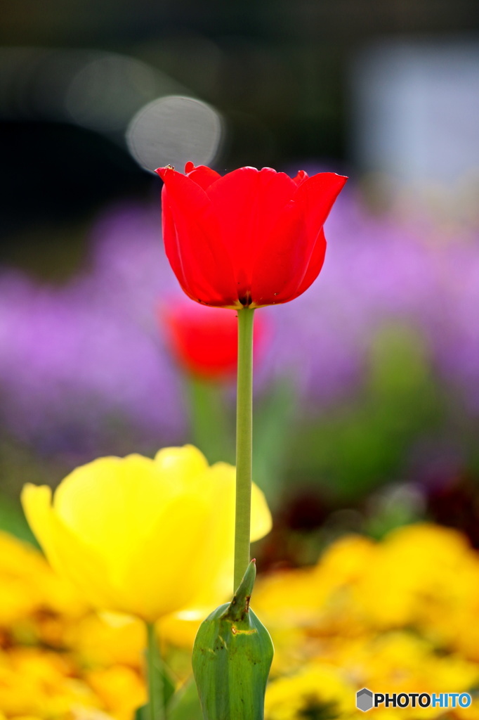 春を感じる花　３