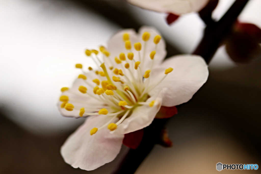 Ume Etc 9