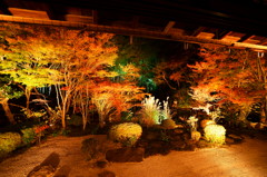 夜の庭園