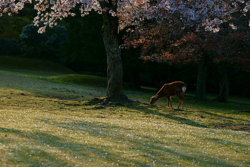 奈良公園の桜と鹿