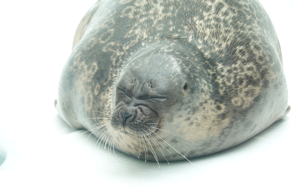 眠いんですけど