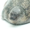 眠いんですけど