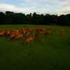 夕暮れ時の鹿の群れ