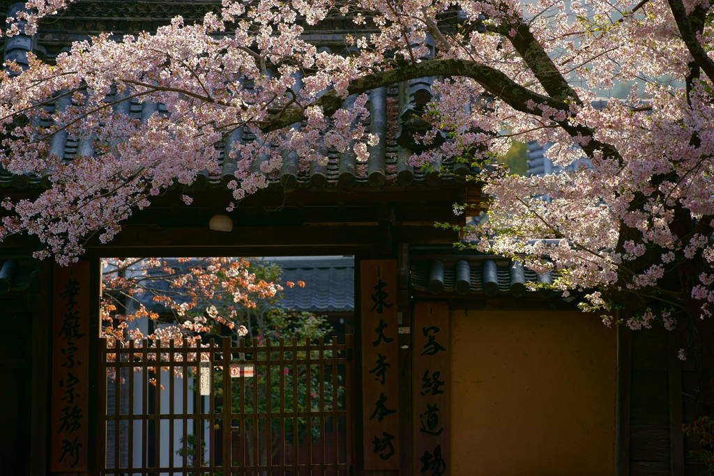 東大寺本坊の桜