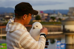 シロフクロウを愛でる人