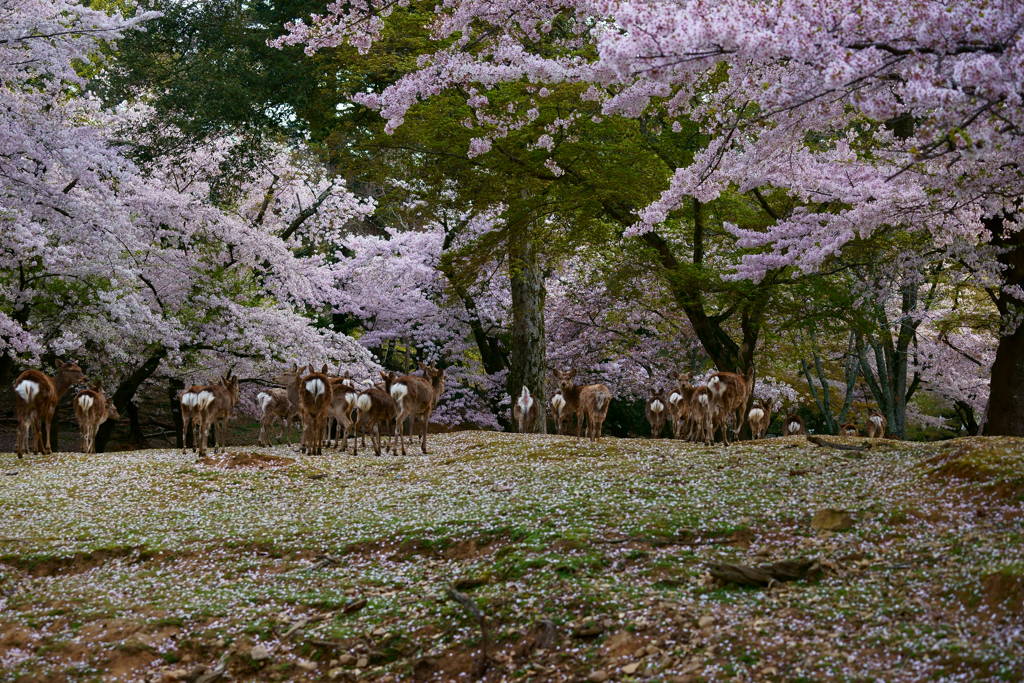 桜と鹿の群れ
