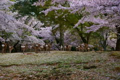 桜と鹿の群れ