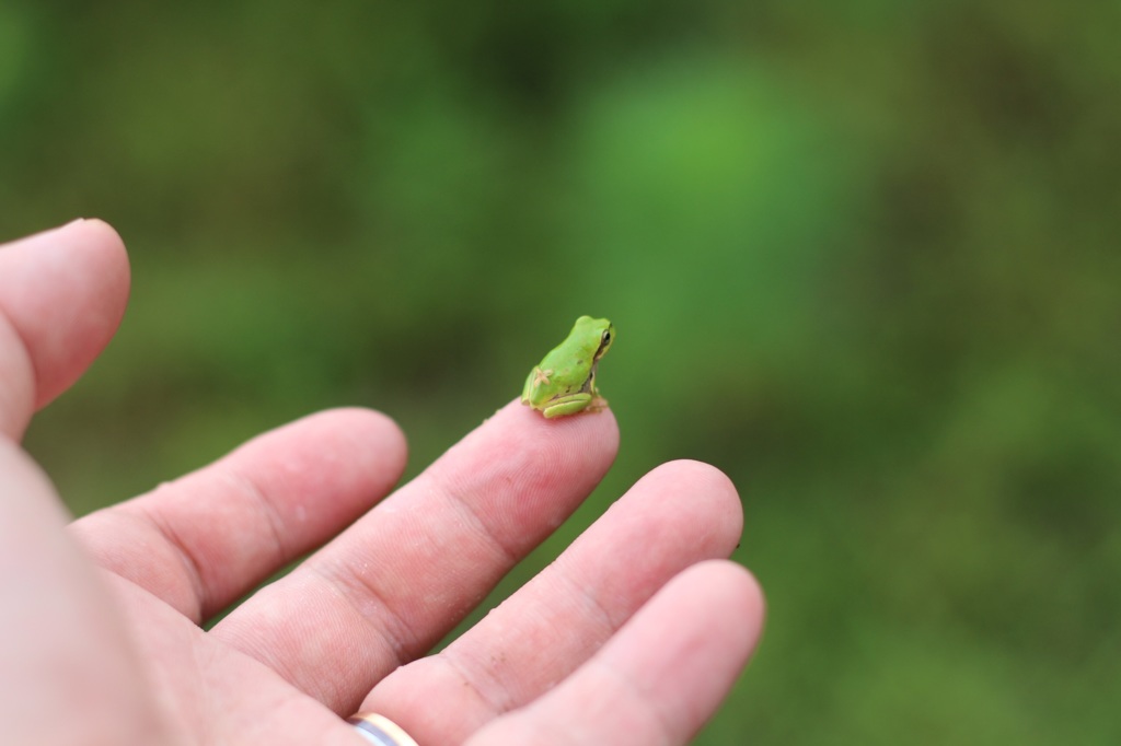 カエルさん