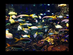 a paradise of sea creatures