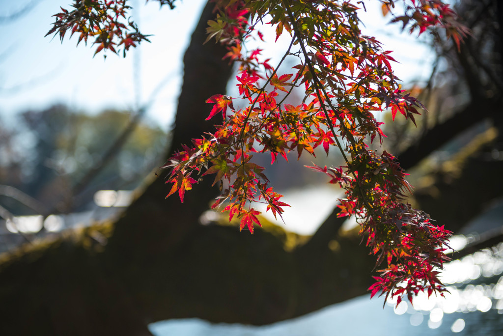 紅葉＠井の頭公園③