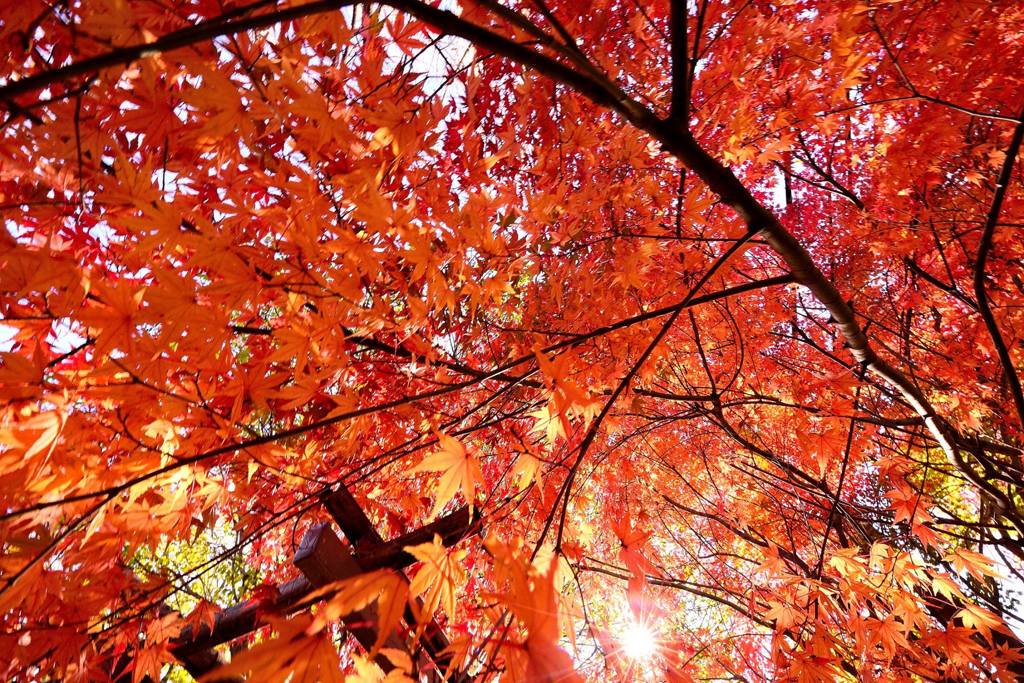 せり上がる紅葉
