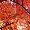 せり上がる紅葉