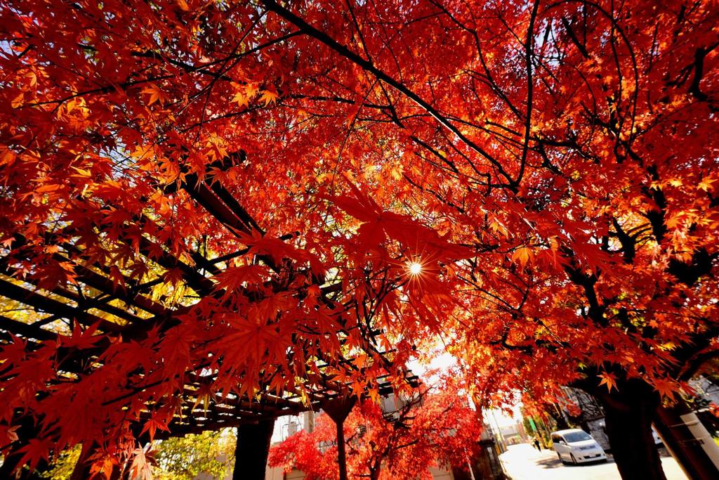 紅葉の盛り