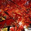 紅葉の盛り