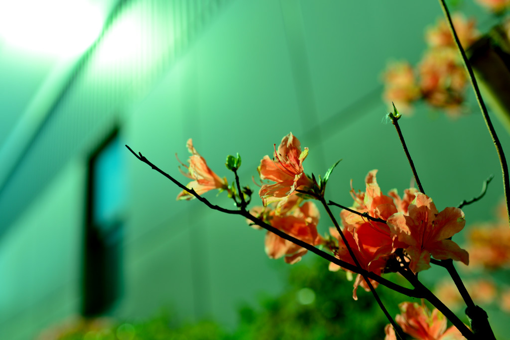 開花