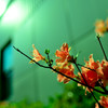 開花