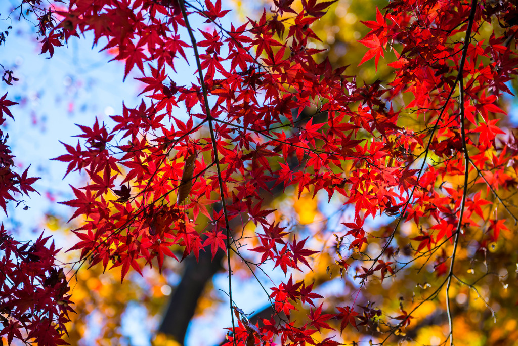 紅葉＠井の頭公園①