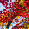 紅葉＠井の頭公園①