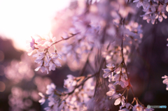京都 桜