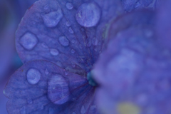 紫陽花