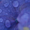 紫陽花
