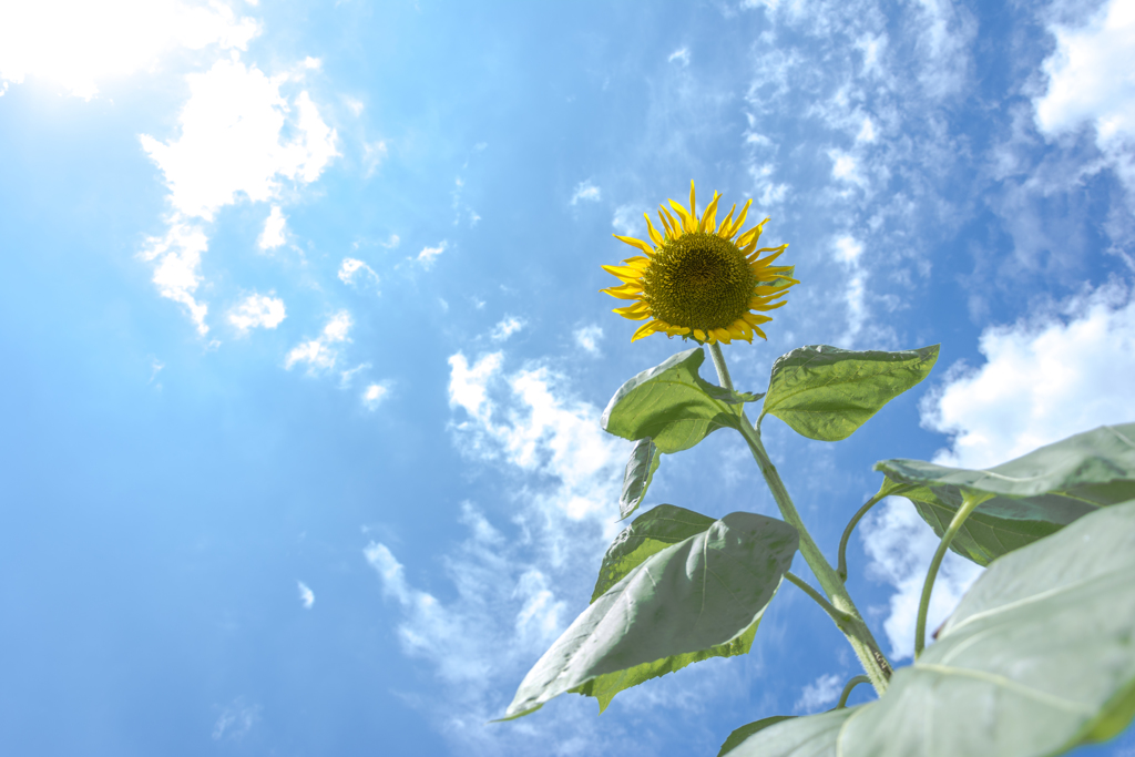 真夏の花
