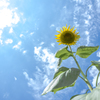 真夏の花