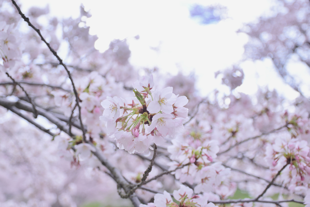 SAKURA