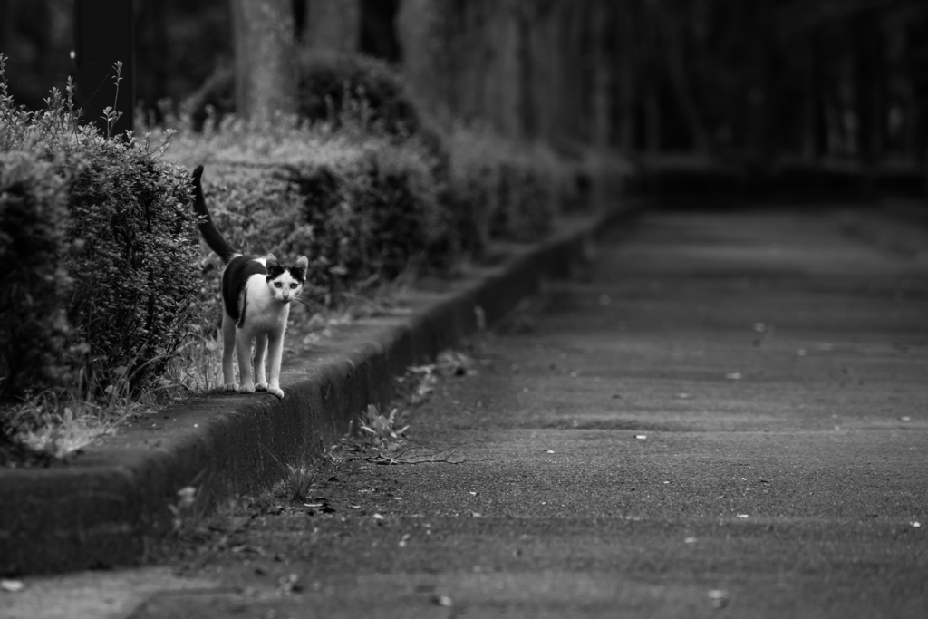 警戒心と空腹