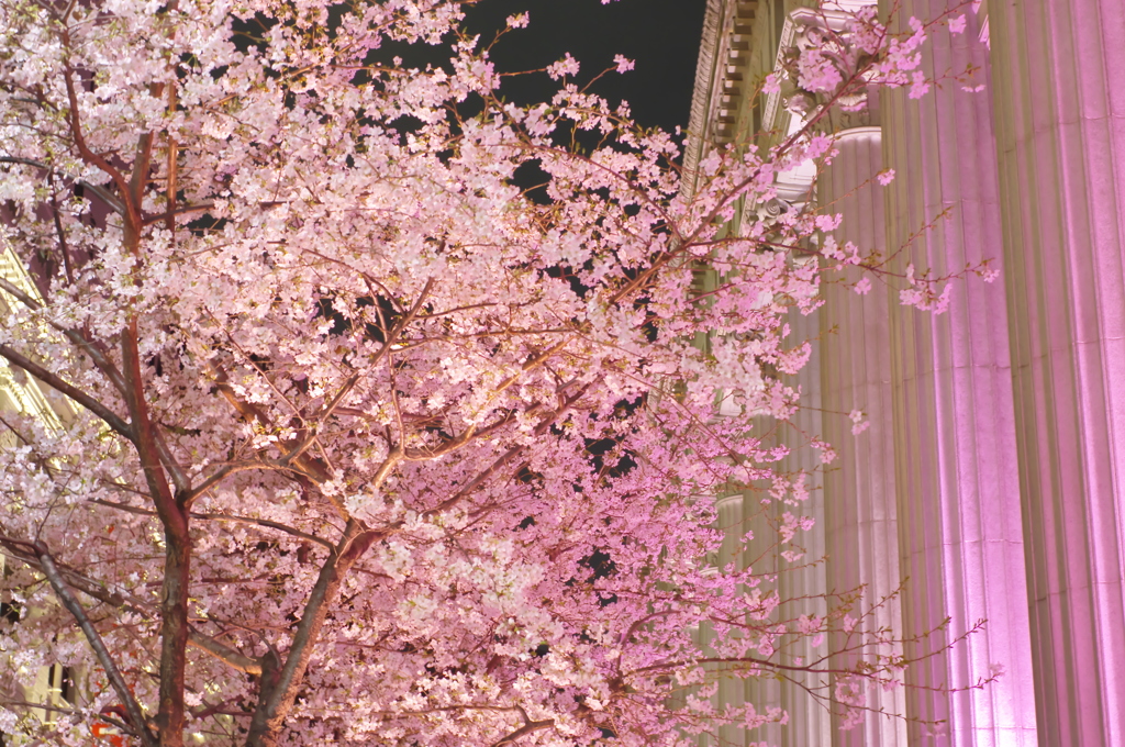 夜桜
