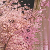 夜桜