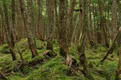 苔の森②